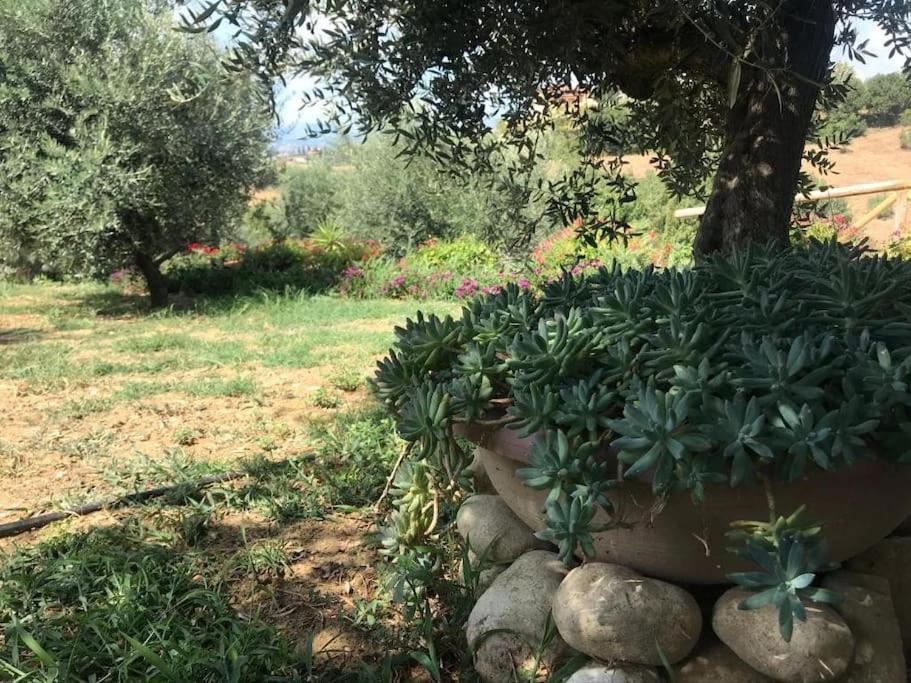 Appartamento Olivo Collecorvino 外观 照片